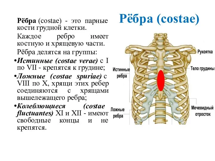 Рёбра (costae) Рёбра (costae) - это парные кости грудной клетки. Каждое ребро