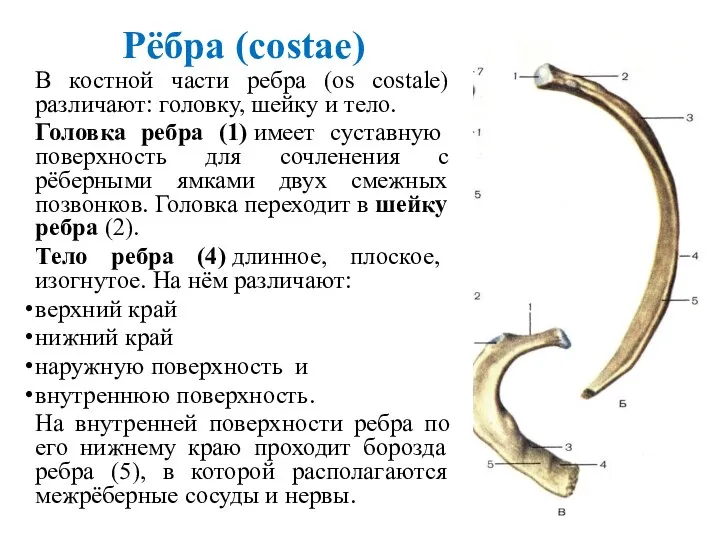 Рёбра (costae) В костной части ребра (os costale) различают: головку, шейку и