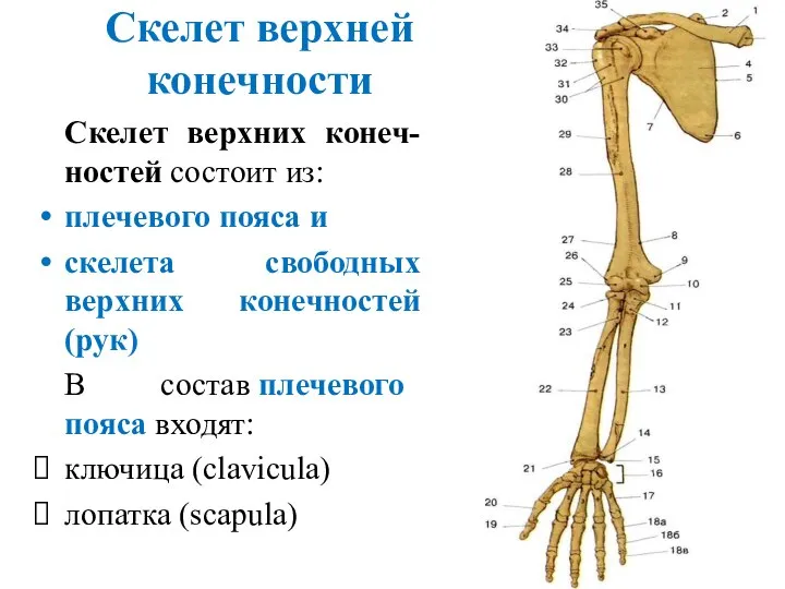 Скелет верхней конечности Скелет верхних конеч-ностей состоит из: плечевого пояса и скелета