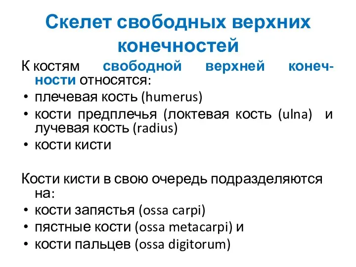 Скелет свободных верхних конечностей К костям свободной верхней конеч-ности относятся: плечевая кость