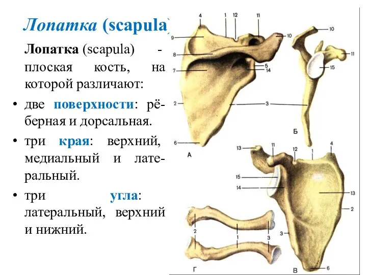 Лопатка (scapula) Лопатка (scapula) - плоская кость, на которой различают: две поверхности: