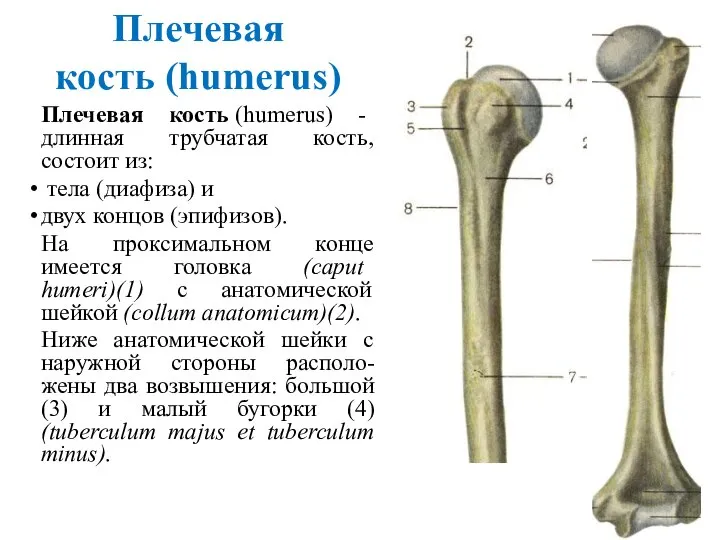 Плечевая кость (humerus) Плечевая кость (humerus) - длинная трубчатая кость, состоит из: