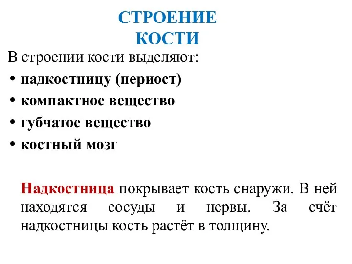 СТРОЕНИЕ КОСТИ В строении кости выделяют: надкостницу (периост) компактное вещество губчатое вещество