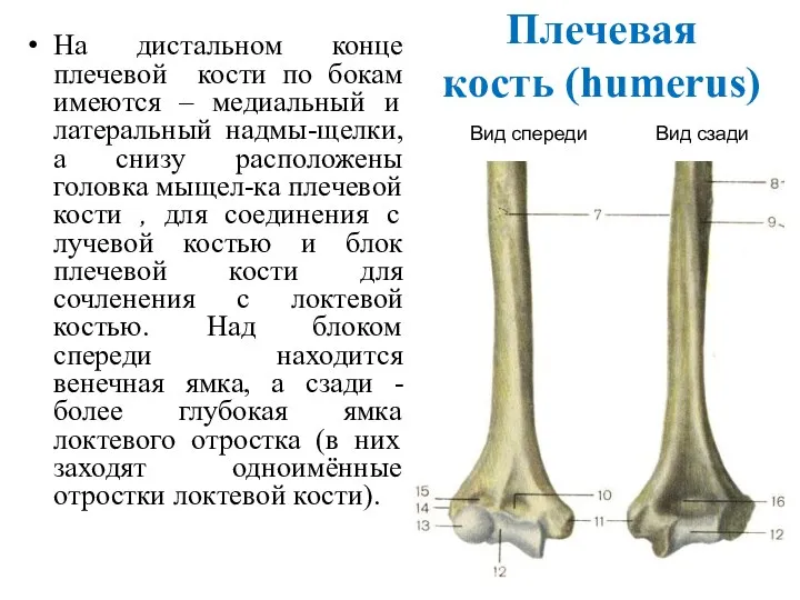 Плечевая кость (humerus) На дистальном конце плечевой кости по бокам имеются –