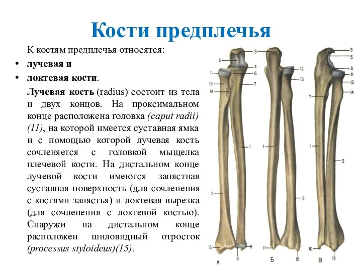 Кости предплечья К костям предплечья относятся: лучевая и локтевая кости. Лучевая кость