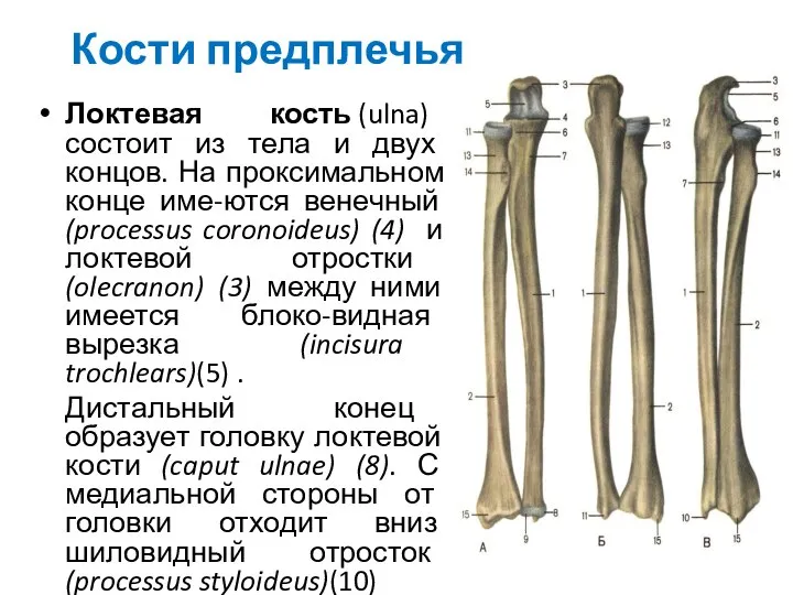 Кости предплечья Локтевая кость (ulna) состоит из тела и двух концов. На