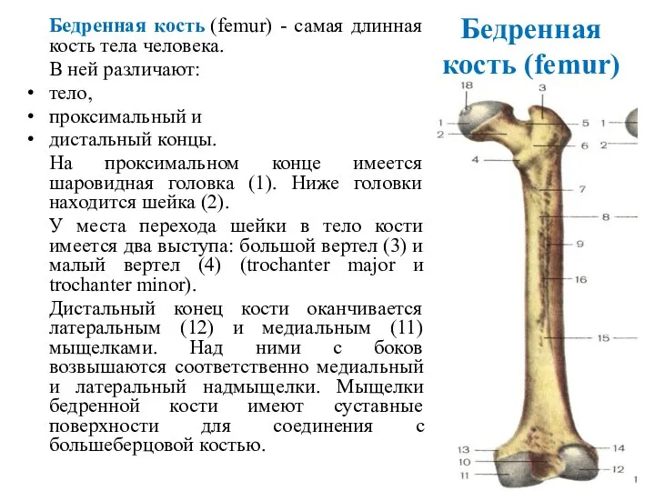 Бедренная кость (femur) Бедренная кость (femur) - самая длинная кость тела человека.