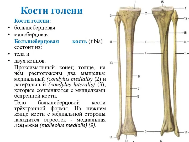 Кости голени Кости голени: большеберцовая малоберцовая Большеберцовая кость (tibia) состоит из: тела