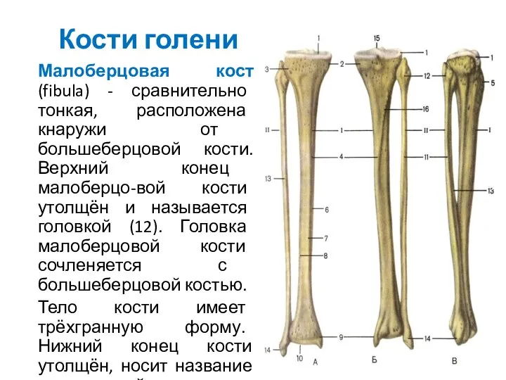 Кости голени Малоберцовая кост(fibula) - сравнительно тонкая, расположена кнаружи от большеберцовой кости.