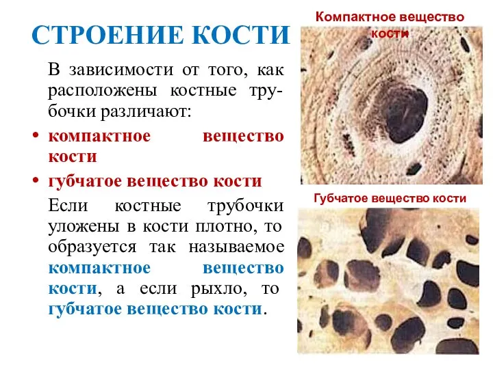 СТРОЕНИЕ КОСТИ В зависимости от того, как расположены костные тру-бочки различают: компактное