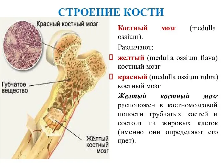 СТРОЕНИЕ КОСТИ Костный мозг (medulla ossium). Различают: желтый (medulla ossium flava) костный