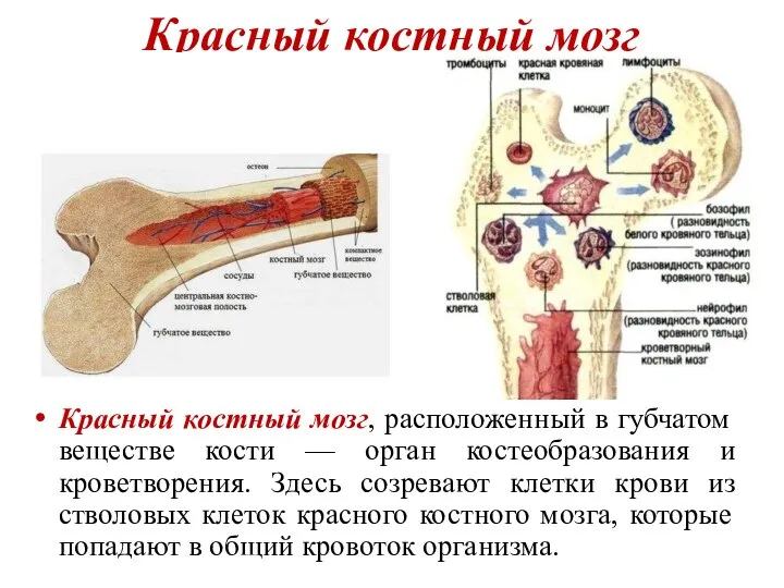 Красный костный мозг Красный костный мозг, расположенный в губчатом веществе кости —