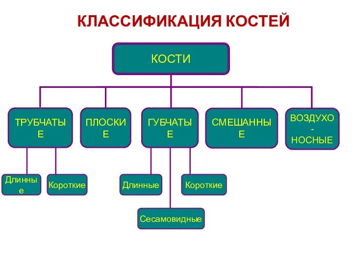 КЛАССИФИКАЦИЯ КОСТЕЙ