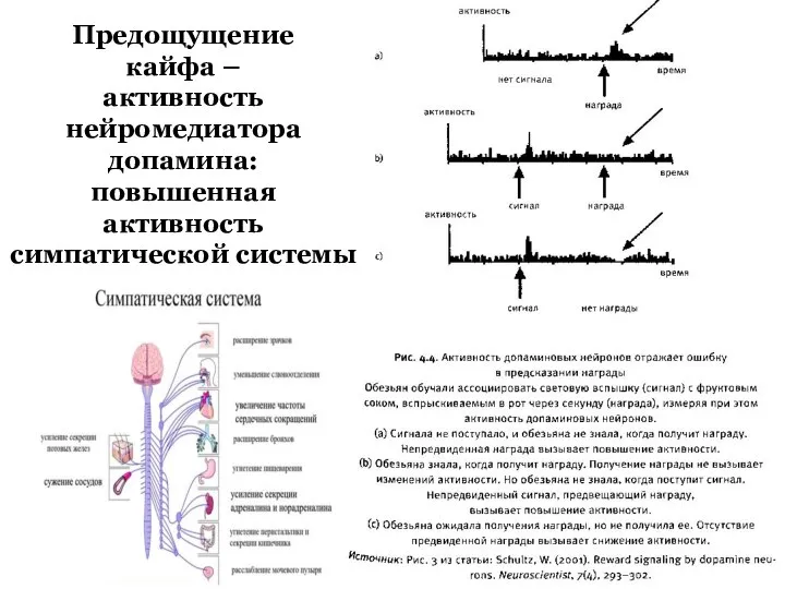 Предощущение кайфа – активность нейромедиатора допамина: повышенная активность симпатической системы