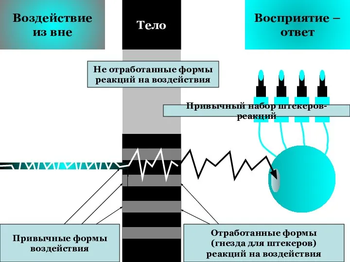 Воздействие из вне Восприятие – ответ Тело Привычные формы воздействия Не отработанные