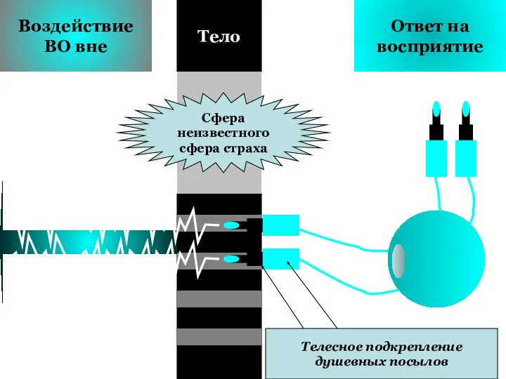 Воздействие ВО вне Ответ на восприятие Тело Сфера неизвестного сфера страха Телесное подкрепление душевных посылов