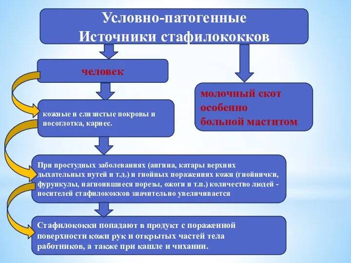 Условно-патогенные Источники стафилококков человек молочный скот особенно больной маститом кожные и слизистые