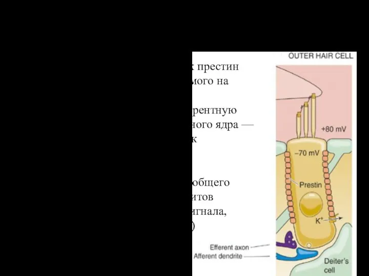 Наружные волосковые клектки Сенсорно-двигательные Механизм сокращения – белок престин Усилитель сигнала, передаваемого
