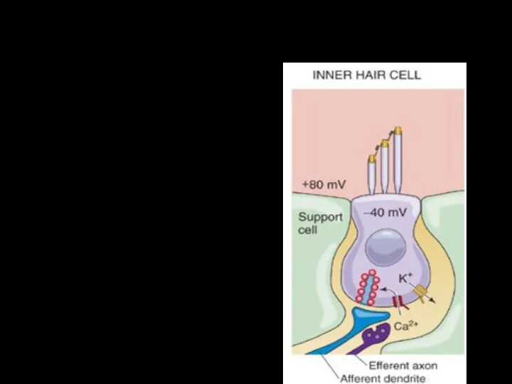 Внутренние волосковые клетки Истинно-сенсорные 95% афферентных дендритов – к ним Медиатор -