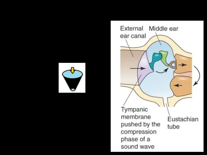 Среднее ухо Основная функция – согласование импедансов (сопротивления) двух фаз: Соотношение S