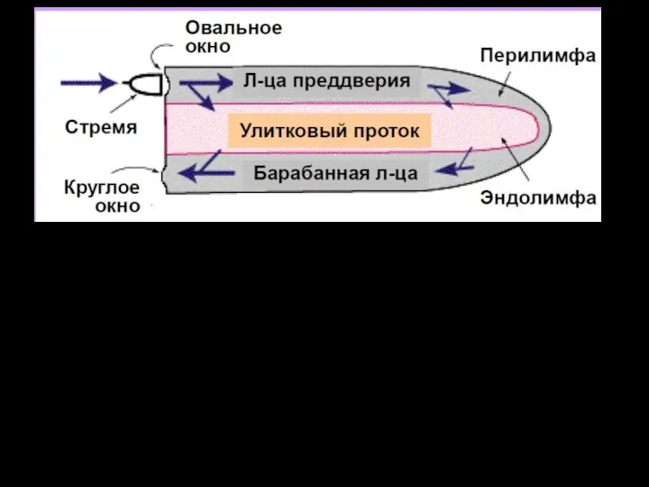 Лестница преддверия (верхний канал), барабанная лестница (нижний канал) и улитковый проток (средний