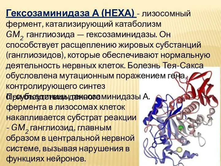 Гексозаминидаза А (НЕХА) - лизосомный фермент, катализирующий катаболизм GM2 ганглиозида — гексозаминидазы.