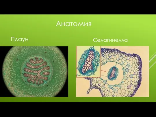 Анатомия Плаун Селагинелла