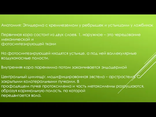 Анатомия: Эпидерма с кремнеземом у ребрышек и устьицами у ложбинок Первичная кора