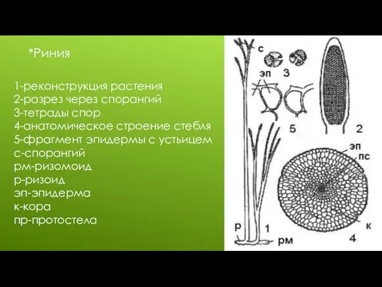 *Риния 1-реконструкция растения 2-разрез через спорангий 3-тетрады спор 4-анатомическое строение стебля 5-фрагмент