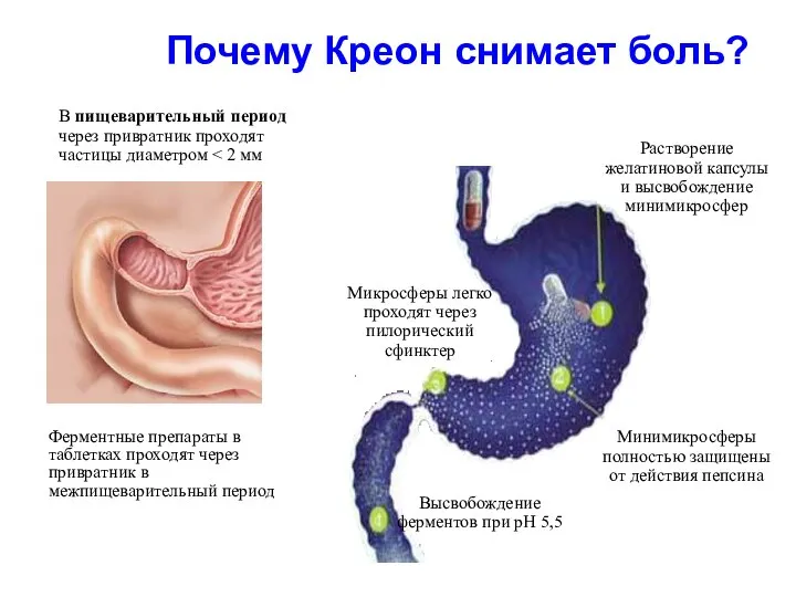 Почему Креон снимает боль?