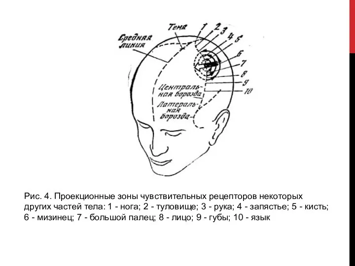 Рис. 4. Проекционные зоны чувствительных рецепторов некоторых других частей тела: 1 -