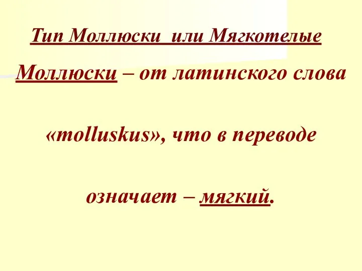 Тип Моллюски или Мягкотелые Моллюски – от латинского слова «molluskus», что в переводе означает – мягкий.