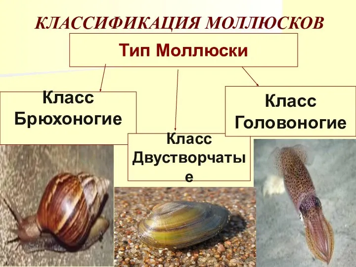 КЛАССИФИКАЦИЯ МОЛЛЮСКОВ Тип Моллюски Класс Брюхоногие Класс Двустворчатые Класс Головоногие