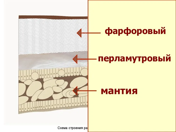 фарфоровый перламутровый мантия