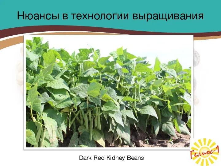 Dark Red Kidney Beans Нюансы в технологии выращивания