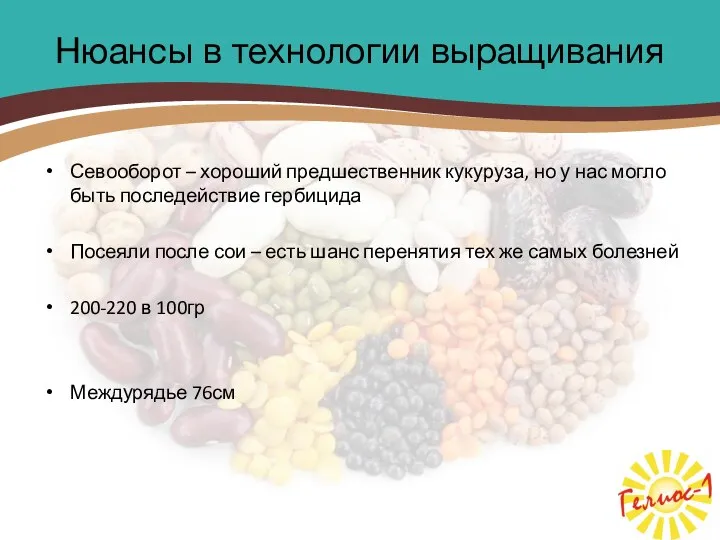 Нюансы в технологии выращивания Севооборот – хороший предшественник кукуруза, но у нас