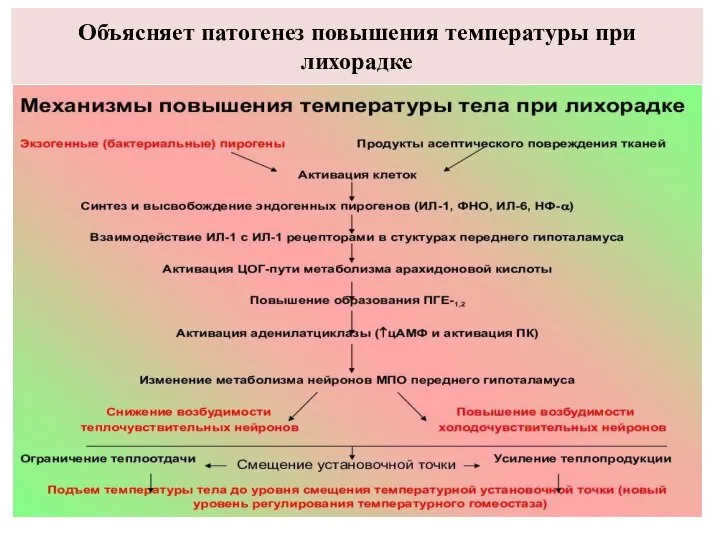 Объясняет патогенез повышения температуры при лихорадке