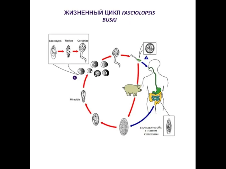 ЖИЗНЕННЫЙ ЦИКЛ FASCIOLOPSIS BUSKI