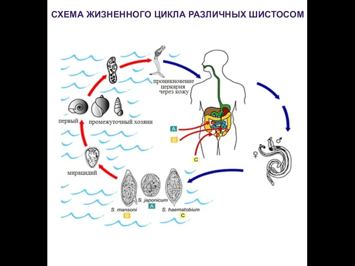 СХЕМА ЖИЗНЕННОГО ЦИКЛА РАЗЛИЧНЫХ ШИСТОСОМ