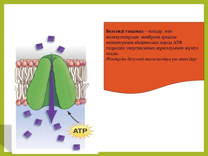 Белсенді тасымал – иондар мен молекулалардың мембрана арқылы концентрация айырмасына қарсы АТФ