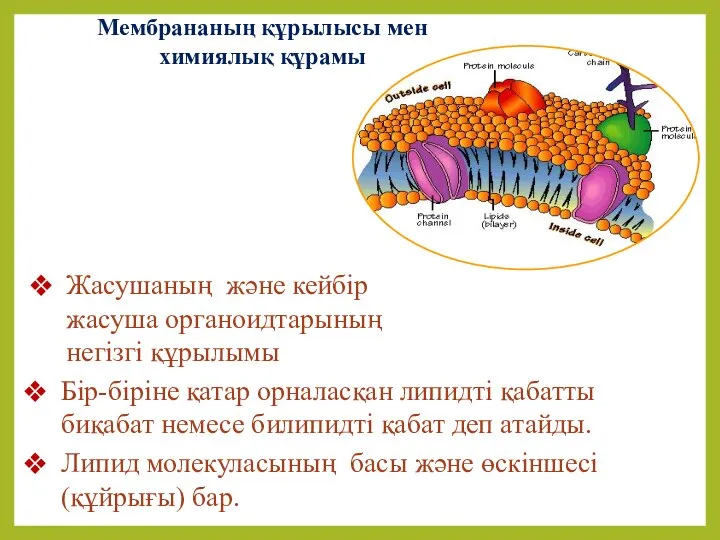 Мембрананың құрылысы мен химиялық құрамы Жасушаның және кейбір жасуша органоидтарының негізгі құрылымы