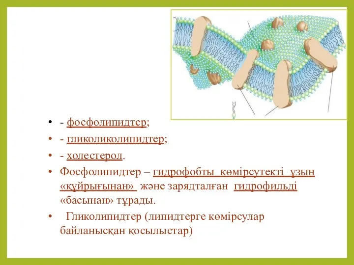 - фосфолипидтер; - гликоликолипидтер; - холестерол. Фосфолипидтер – гидрофобты көмірсутекті ұзын «құйрығынан»