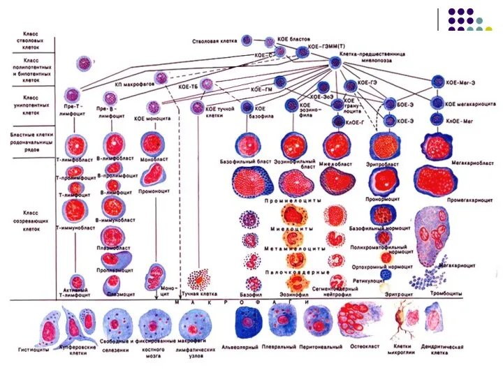 Схема кроветворения