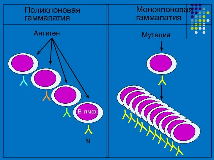 Y Y Y Y Антиген Мутация Y Y Y Y Y Y