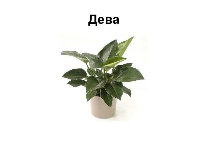 Дева