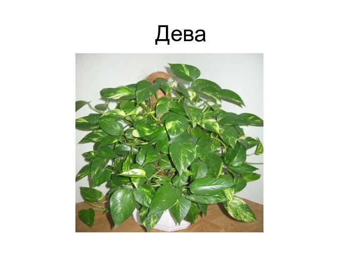 Дева