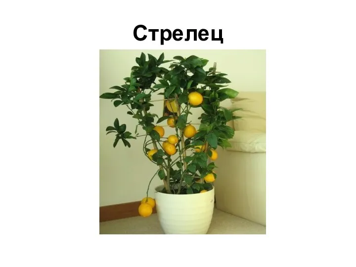 Стрелец