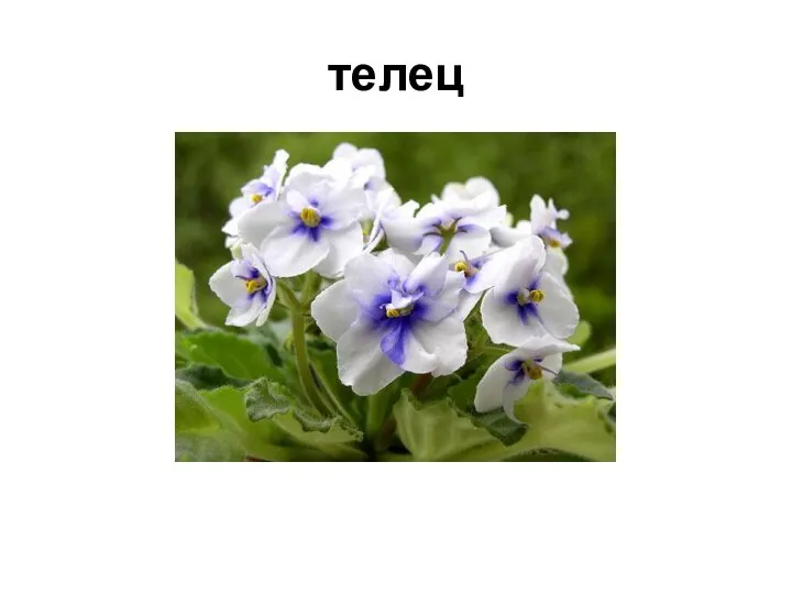 телец