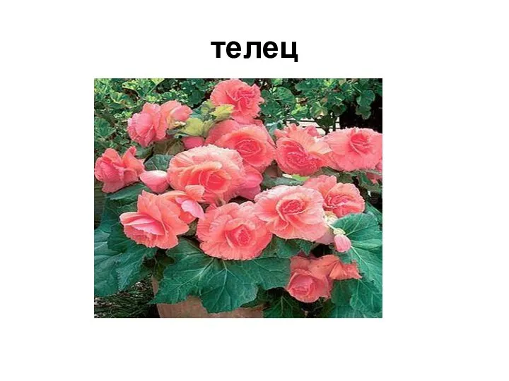 телец