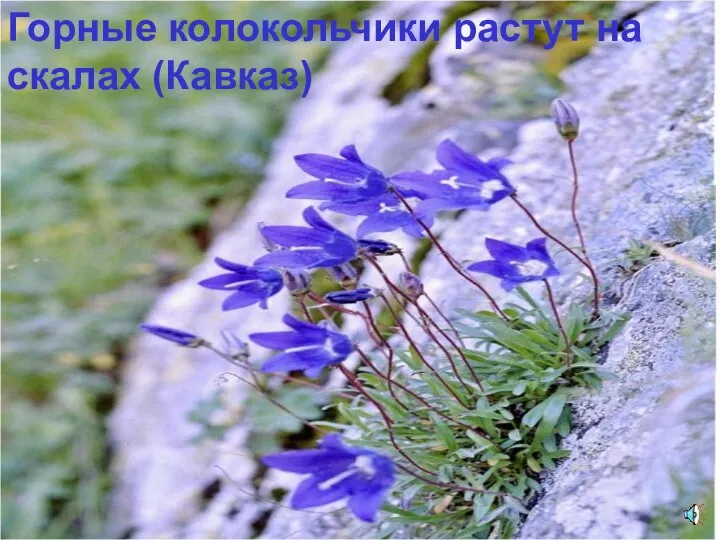Горные колокольчики растут на скалах (Кавказ)
